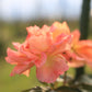 【季節限定】薔薇と木苺のマドレーヌ