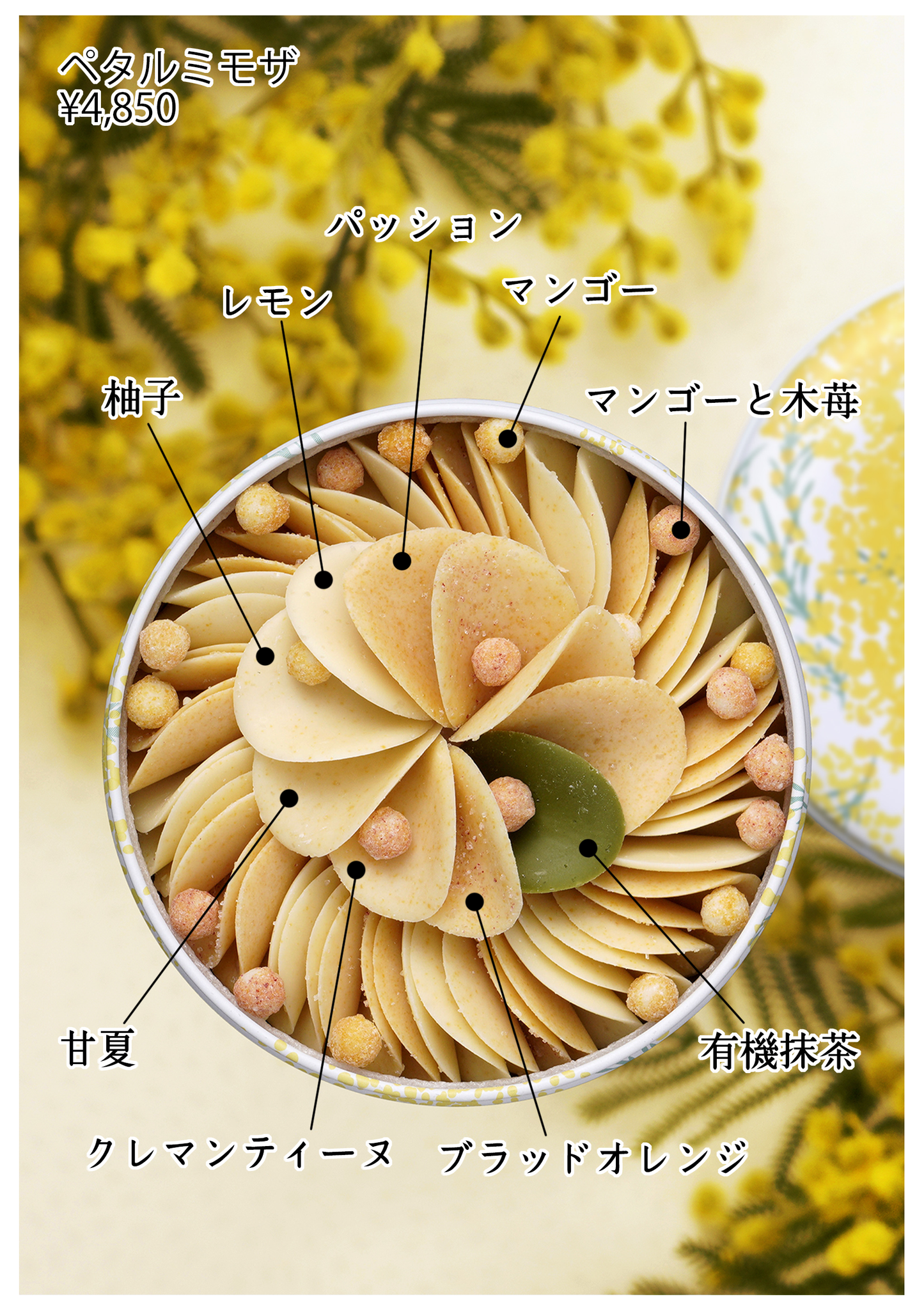 【早春限定】ペタルミモザ