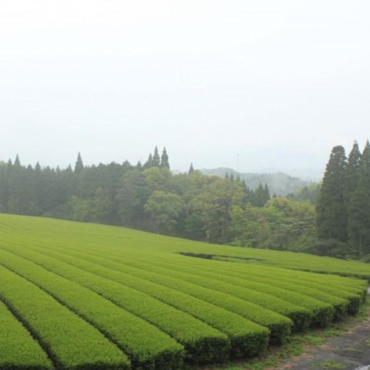 製茶園風景